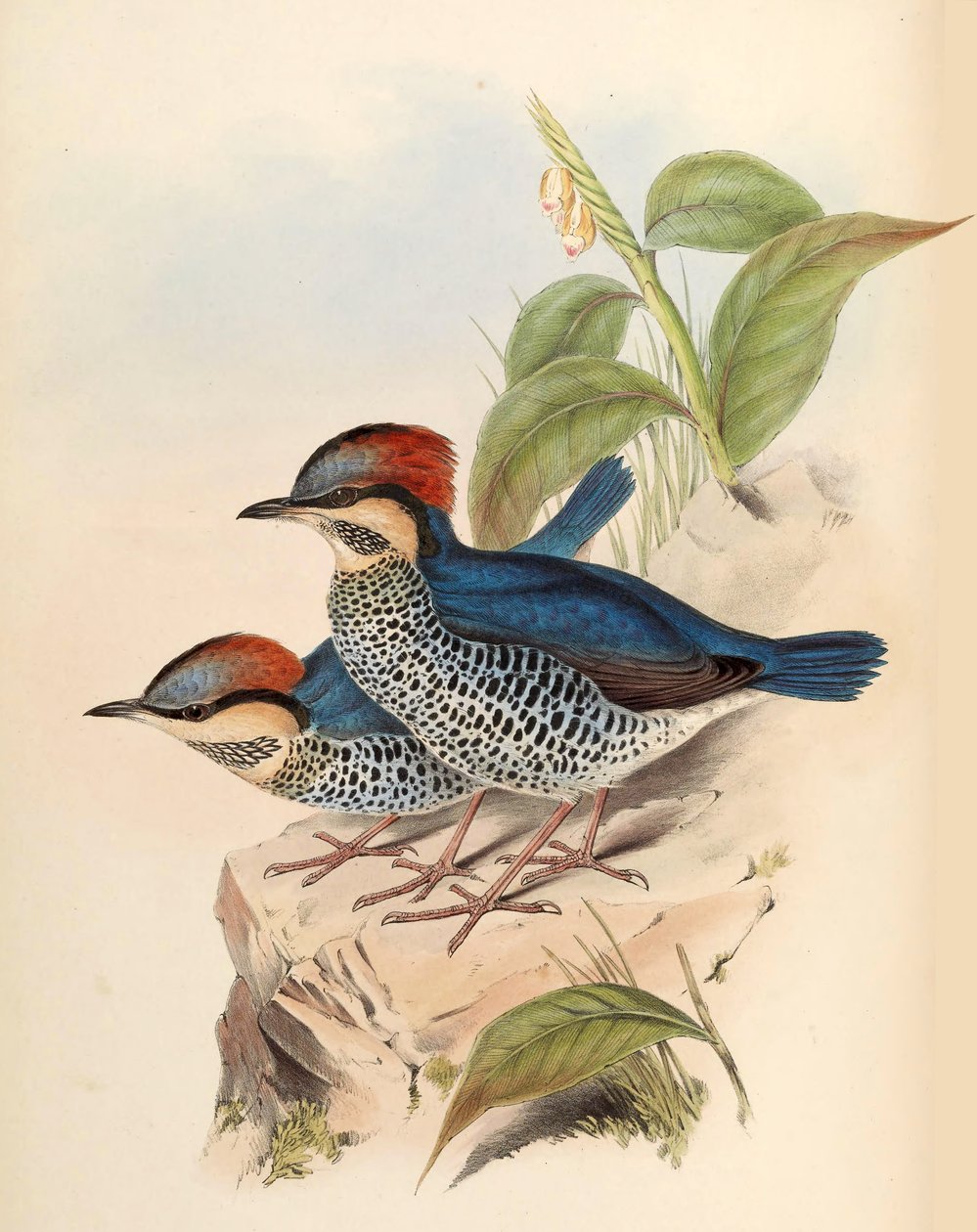 Sininen Pitta Pitta cyanea Blyth tekijältä John Gould