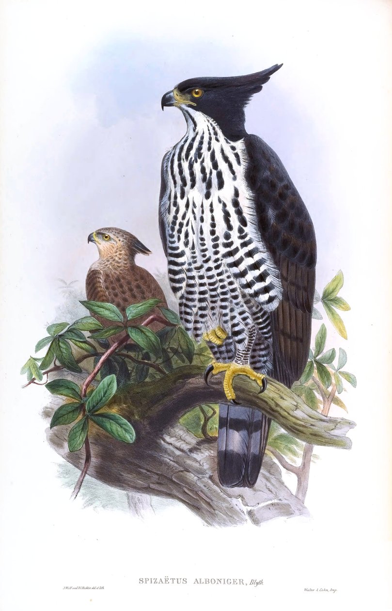 Blythin Hawk-Eagle Nisaetus alboniger (Gmelin) tekijältä John Gould