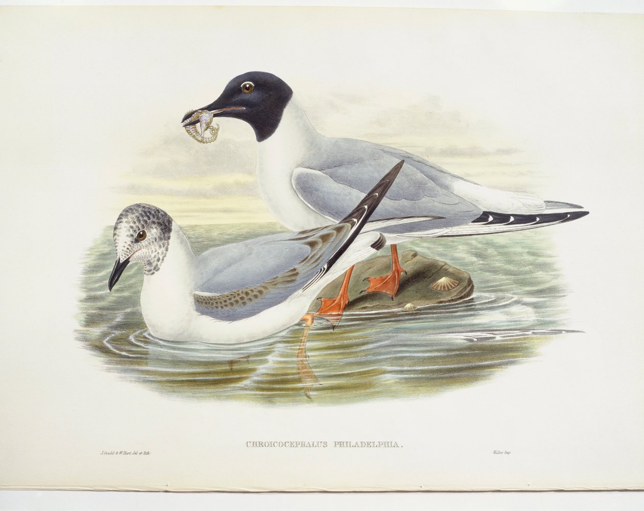 Bonaparten lokki (Larus philadelphia), kuva tekijältä John Gould