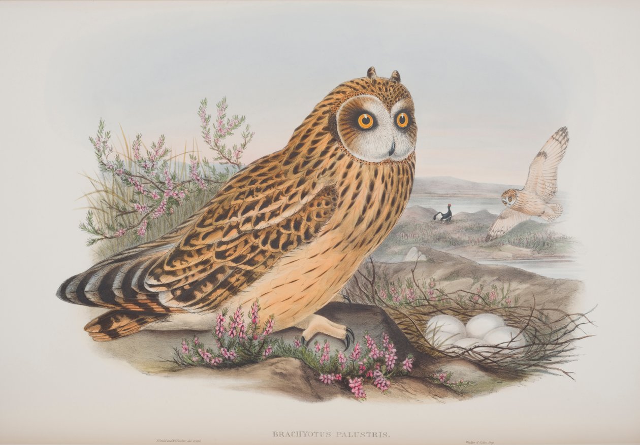 Brachyotus Palustris, levy John Gouldin teoksesta The Birds of Great Britain, julkaistu 1862-73 (käsinvärinen lito) tekijältä John Gould