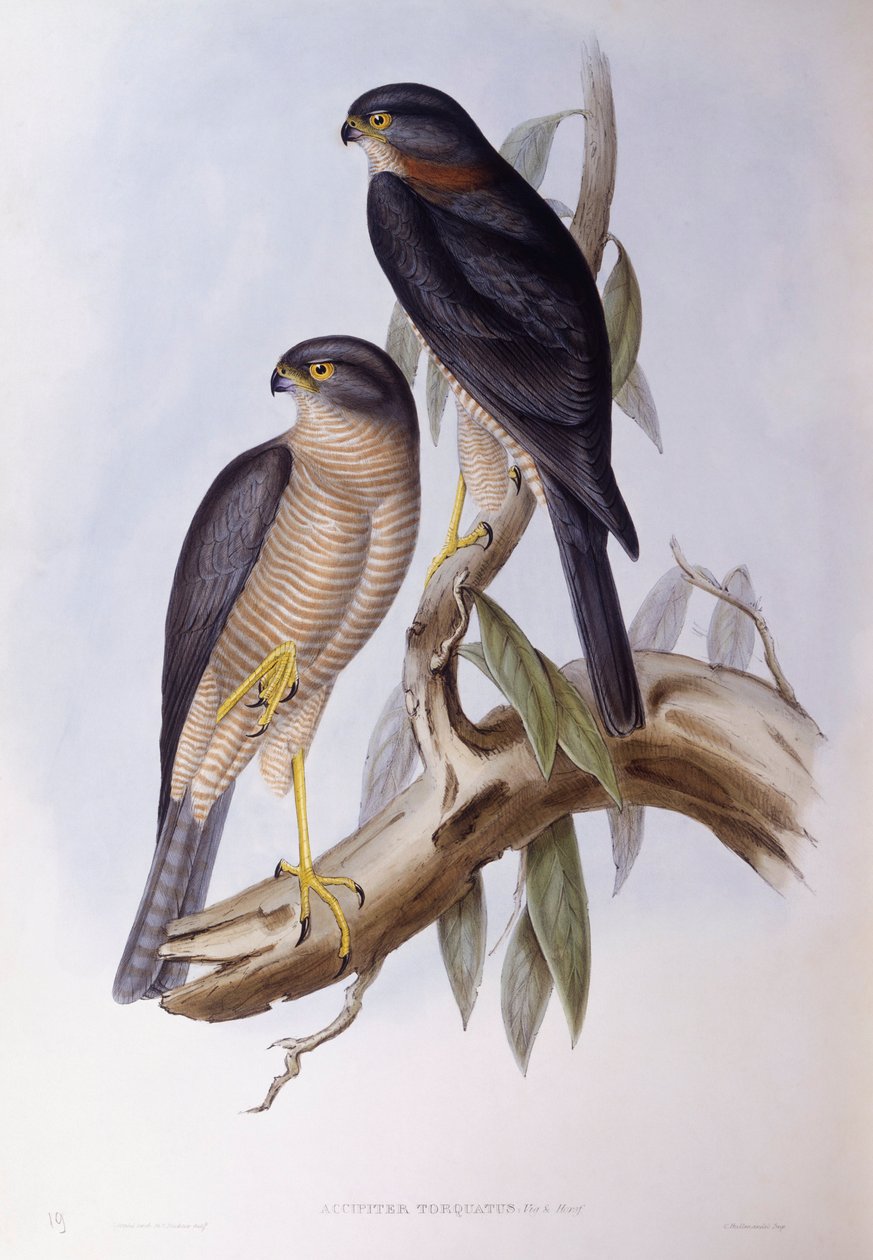 Ruskea kauha (Cinclus pallasii), kaiverrus John Gould tekijältä John Gould