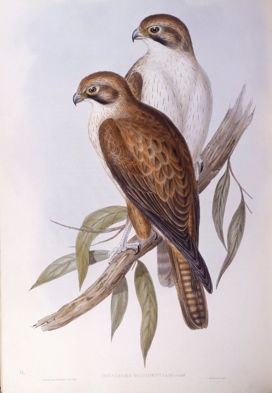 Ruskea haukka (Falco berigora occidentalis), kaiverrus John Gould tekijältä John Gould