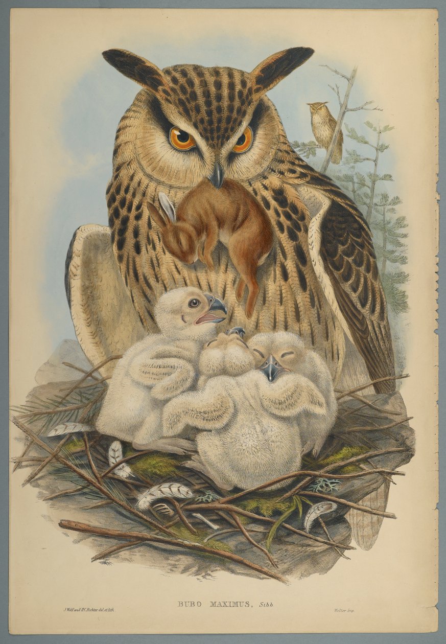 Bubo Maximus: Pöllö (värillinen lito kudospaperilla) tekijältä John Gould