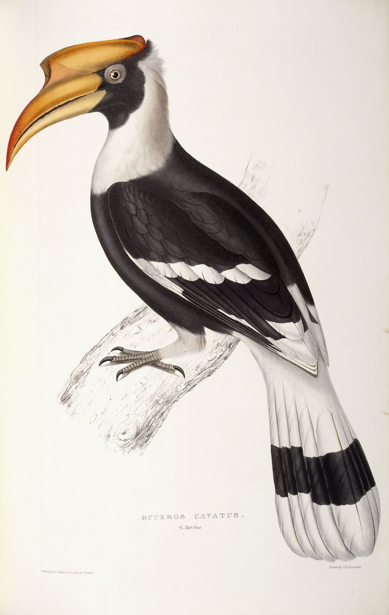 Buceros Cavatus tekijältä John Gould