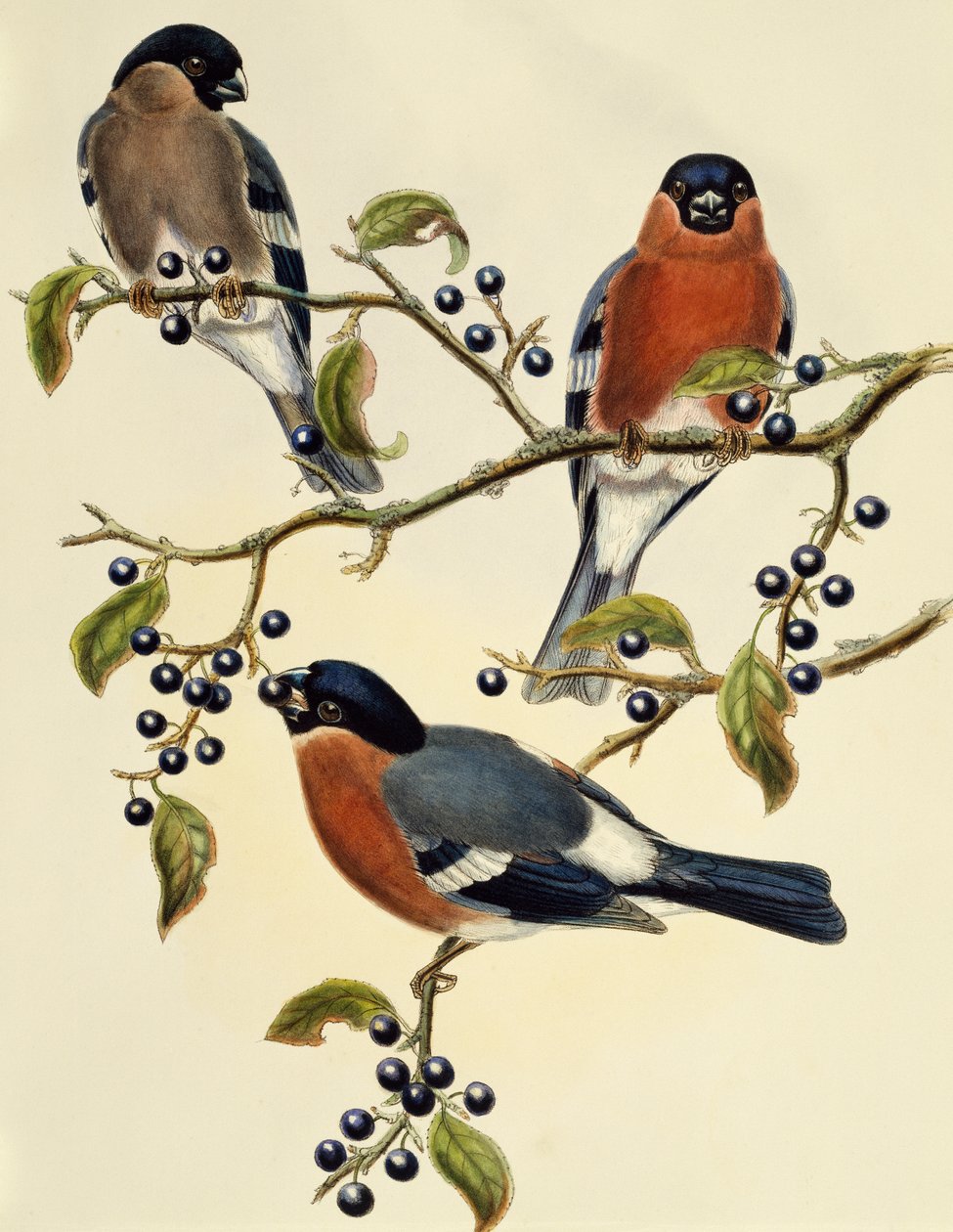 Härkä (Pyrrhula pyrrhula), kaiverrus John Gould (1804-1881). Yhdistynyt kuningaskunta tekijältä John Gould