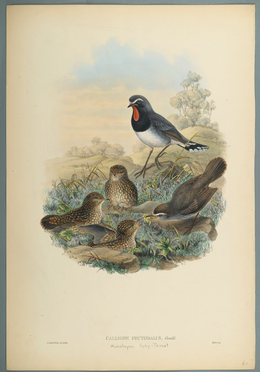 Calliope Pectoralis (värillinen lito kudospaperilla) tekijältä John Gould