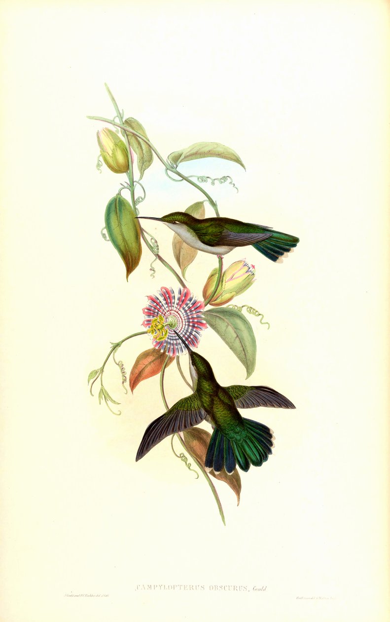 Campylopterus largipennis obscurus tekijältä John Gould