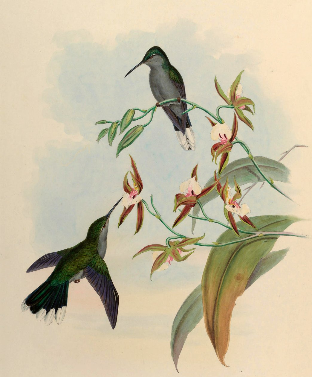 Campylopterus latipennis = Campylopterus largipennis tekijältä John Gould