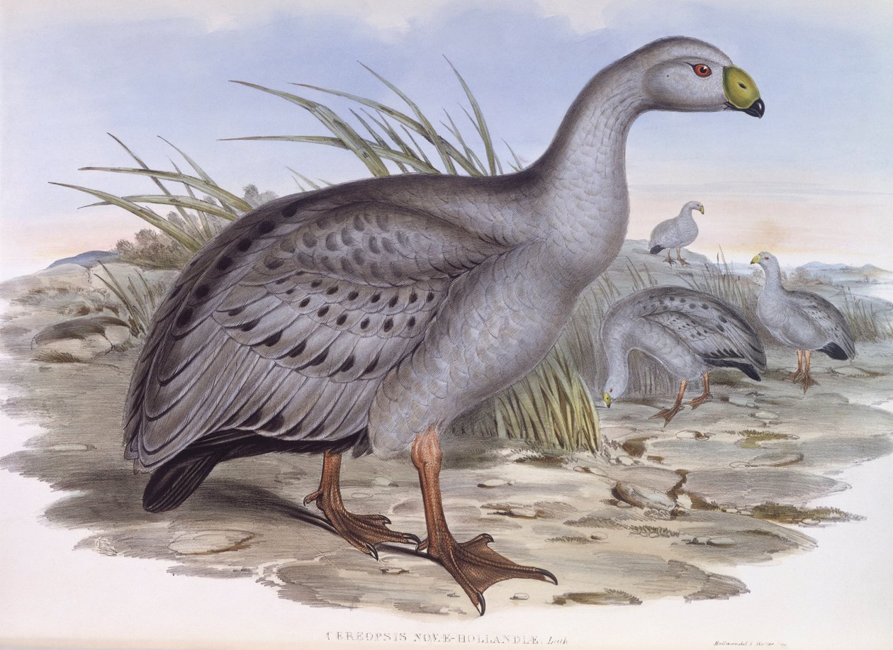 Cape Barren Goose (Cereopsis novaehollandiae), kaiverrus John Gould tekijältä John Gould
