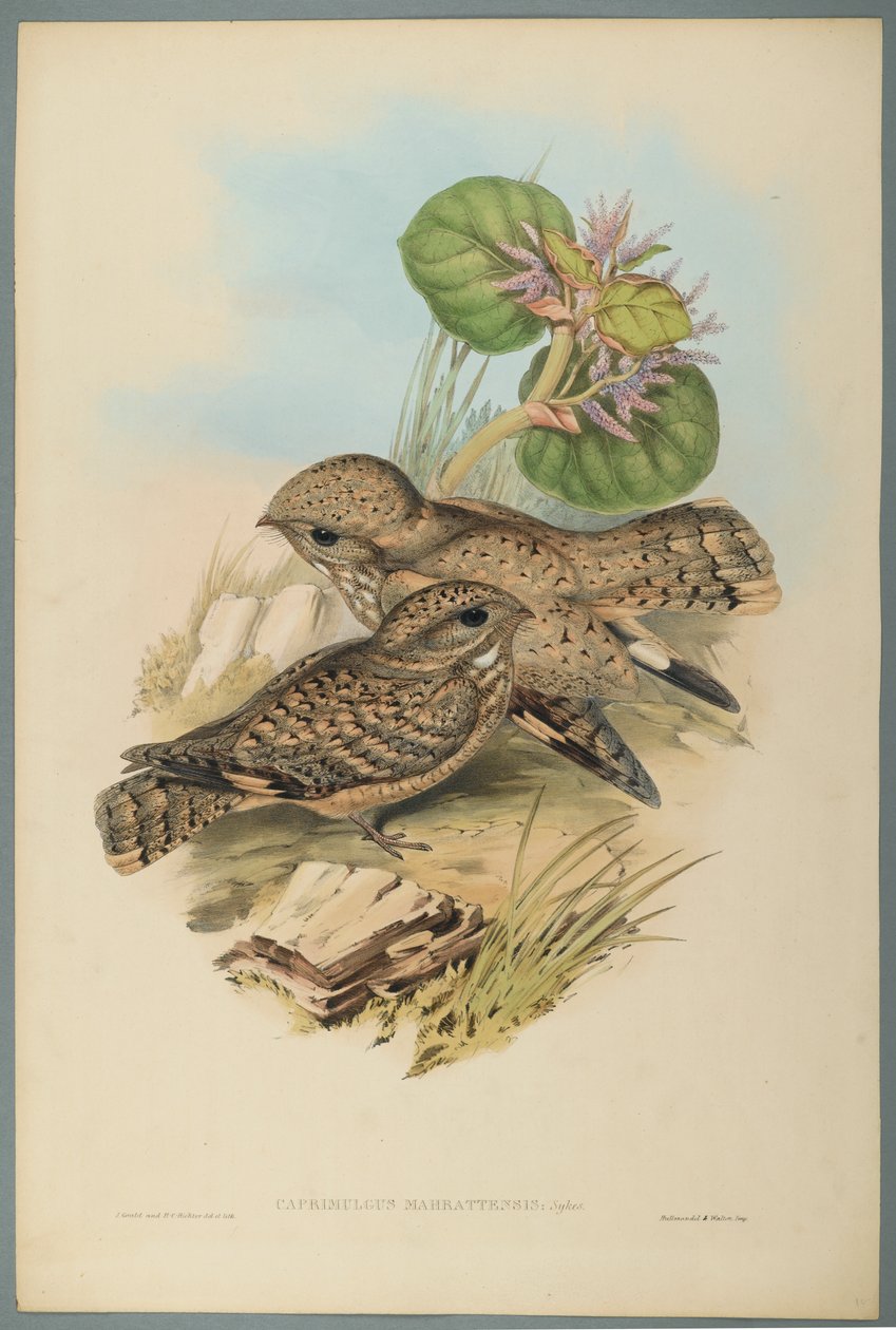 Caprimulgus Mahrattensis, Nightjar (värillinen lito kudospaperilla) tekijältä John Gould