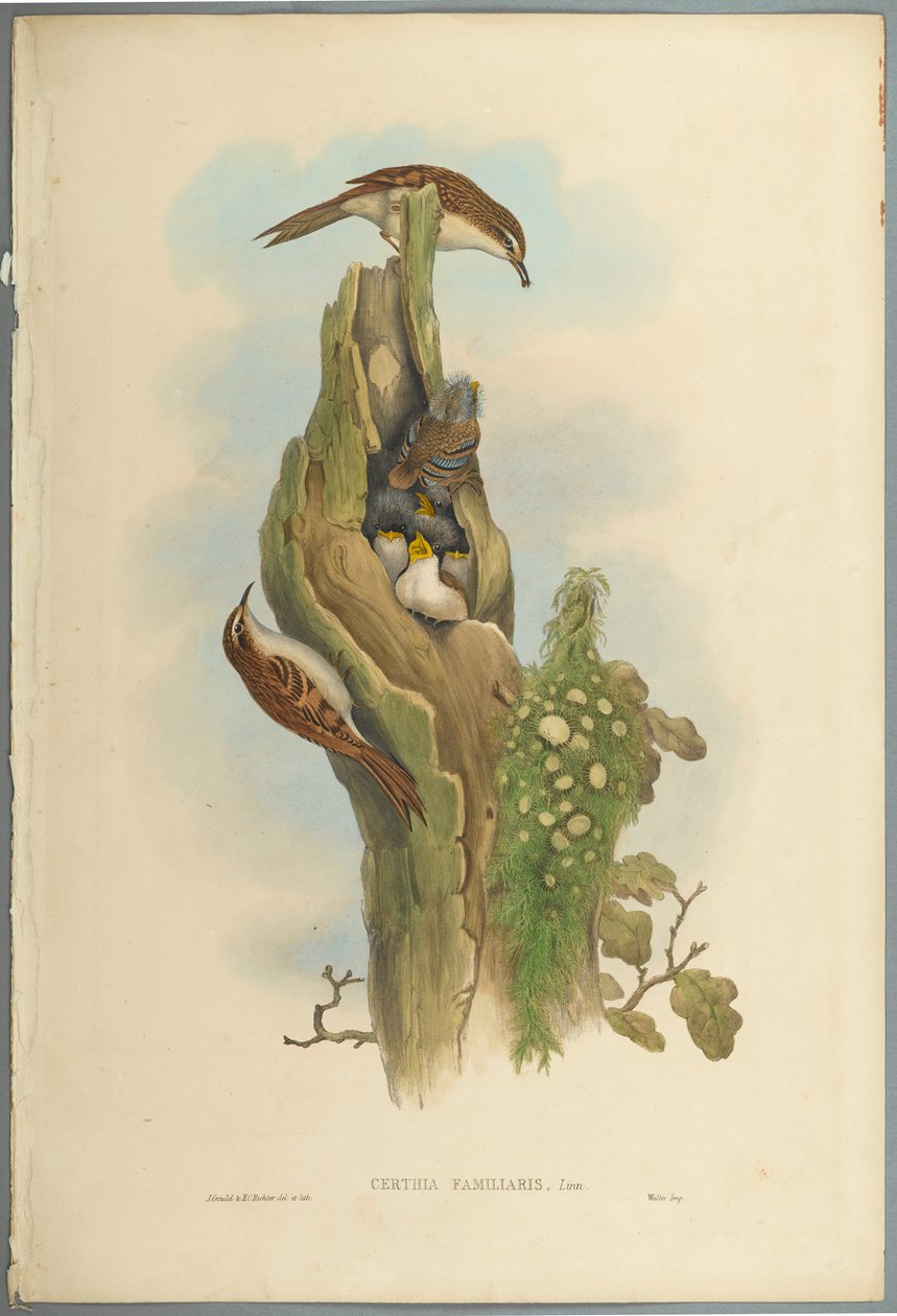 Certhia Familiaris - Tree Creeper (värillinen lito kudospaperilla) tekijältä John Gould