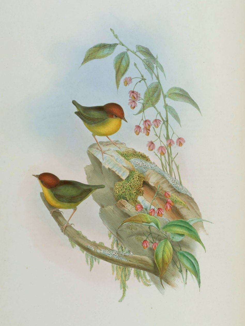 Cettia kastanja tekijältä John Gould