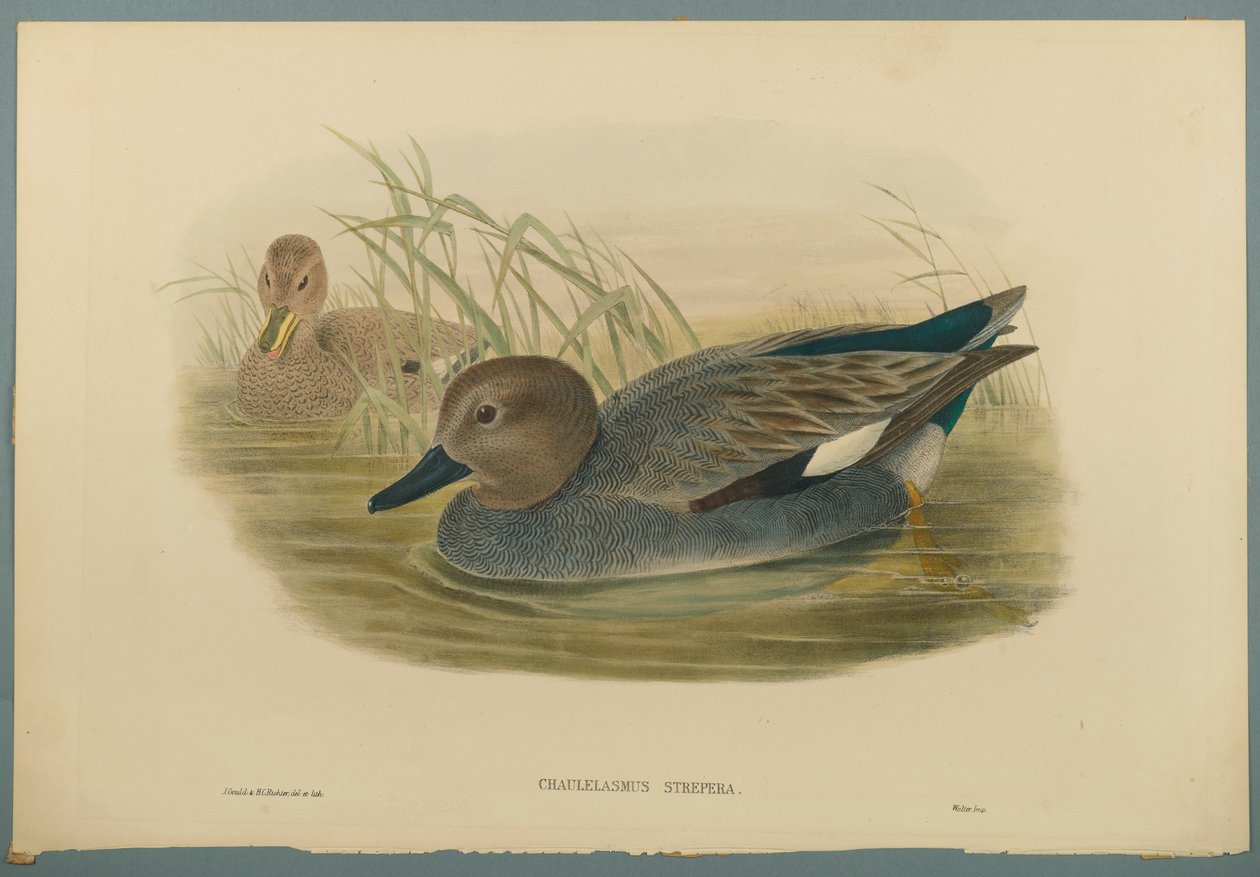 Chaulelasmus Strepera: Gadwell Ducks (värillinen lito kudospaperilla) tekijältä John Gould