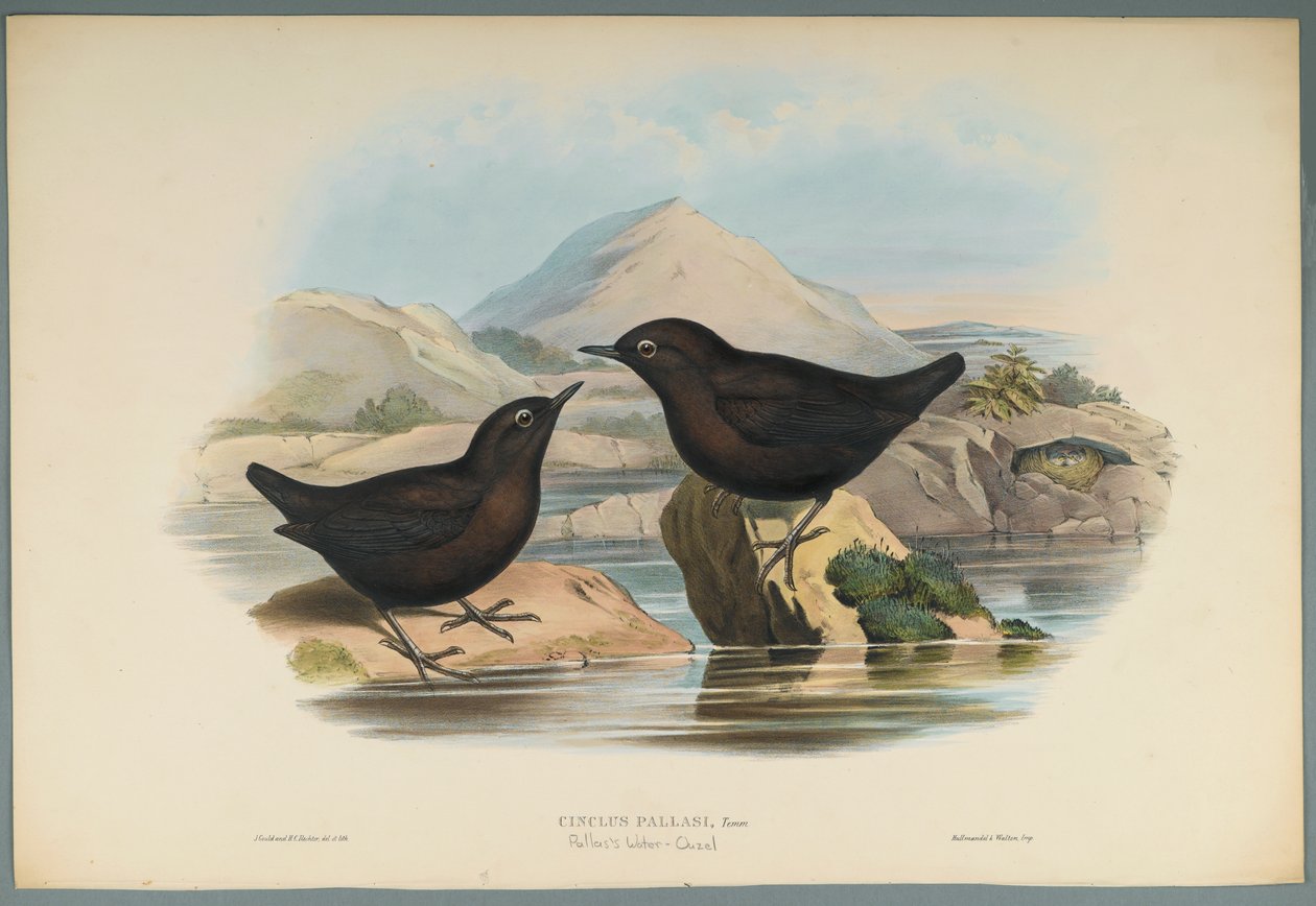 Cinclus Pallasi: Pallas Water Ouzel (värillinen lito kudospaperilla) tekijältä John Gould