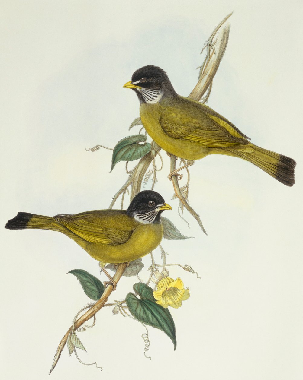 Kauluspeippo (Spizixos semitorques), kaiverrus John Gould tekijältä John Gould