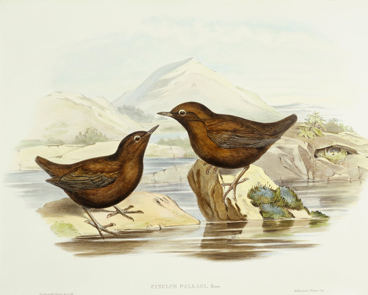 Kaulusvarpushaukka (Accipiter cirrocephalus), kaiverrus John Gould tekijältä John Gould