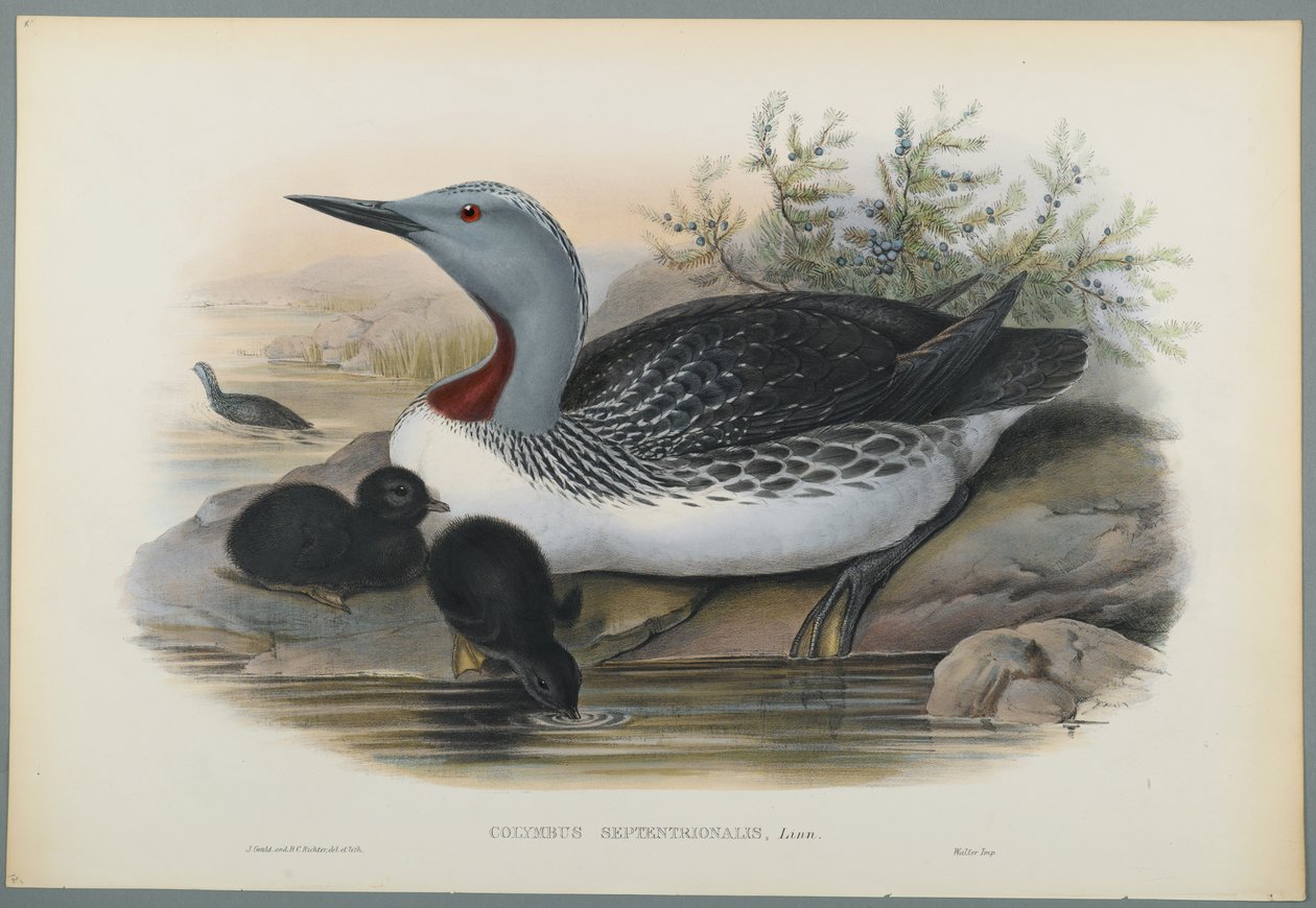 Colymbus Septentrionalis: Red Throated Diver (värinen lito kudottu paperilla) tekijältä John Gould