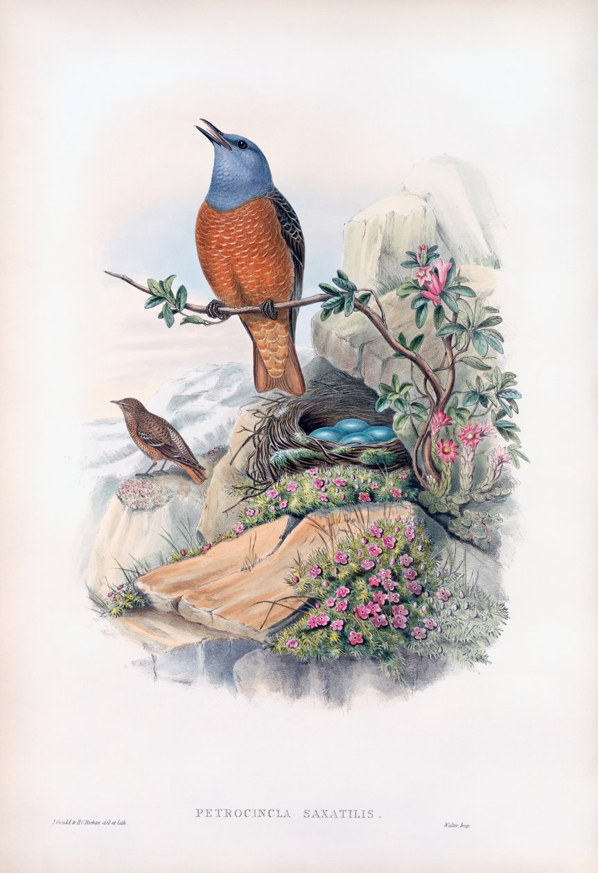 Tavallinen kivirastas tekijältä John Gould