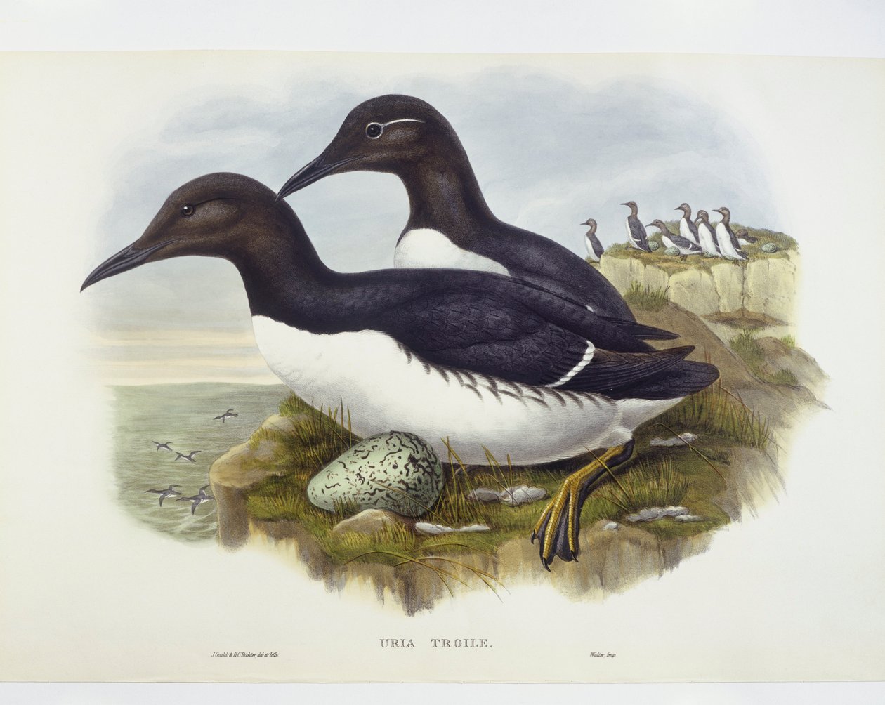 Common murre (Uria aalge), kaiverrus John Gould, William Hart, H C Richter tekijältä John Gould
