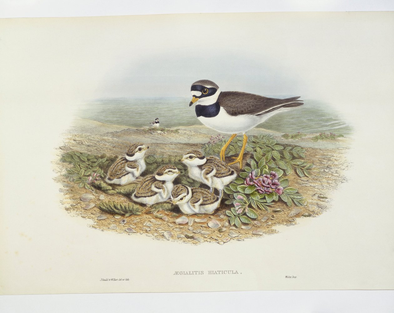 Sorkkatoika (Charadrius hiaticula), kuva tekijältä John Gould