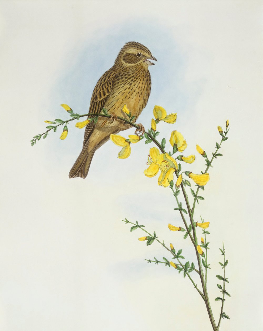 Maissisirkku (Miliaria o Emberiza calandra), kaiverrus John Gould tekijältä John Gould