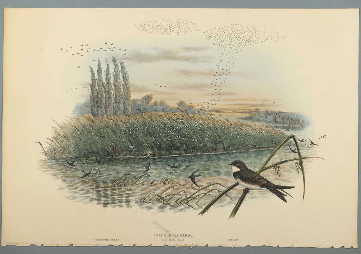 Cotyle Riparia (värillinen lito kudospaperilla) tekijältä John Gould