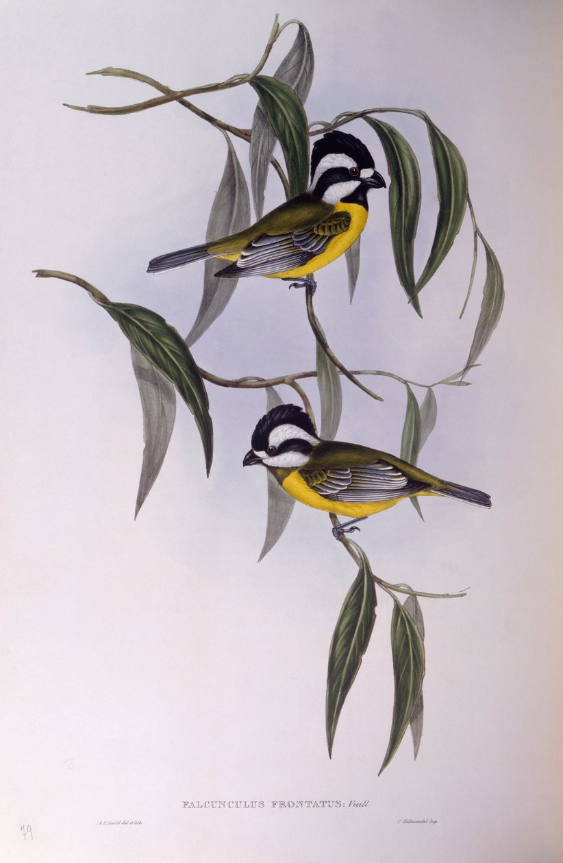 Harjakirkko (Falcunculus frontatus), kaiverrus John Gould tekijältä John Gould