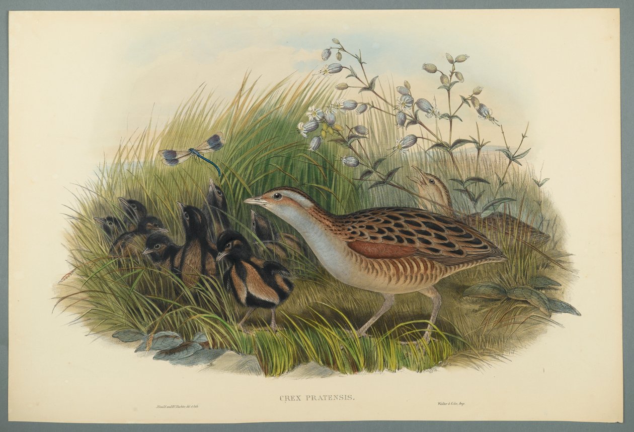 Crex Pratensis - Land Rail tai Corn Crane (värillinen lito kudospaperilla) tekijältä John Gould
