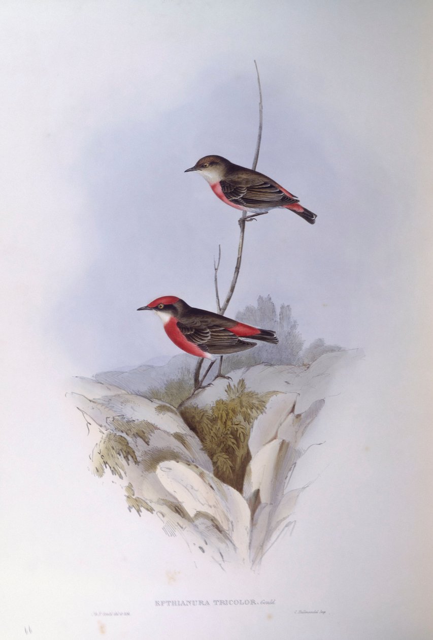 Crimson chat (Epthianura tricolour), kaiverrus John Gould tekijältä John Gould