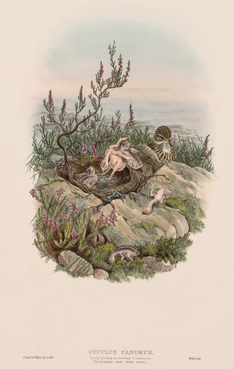 Laulava käki tekijältä John Gould