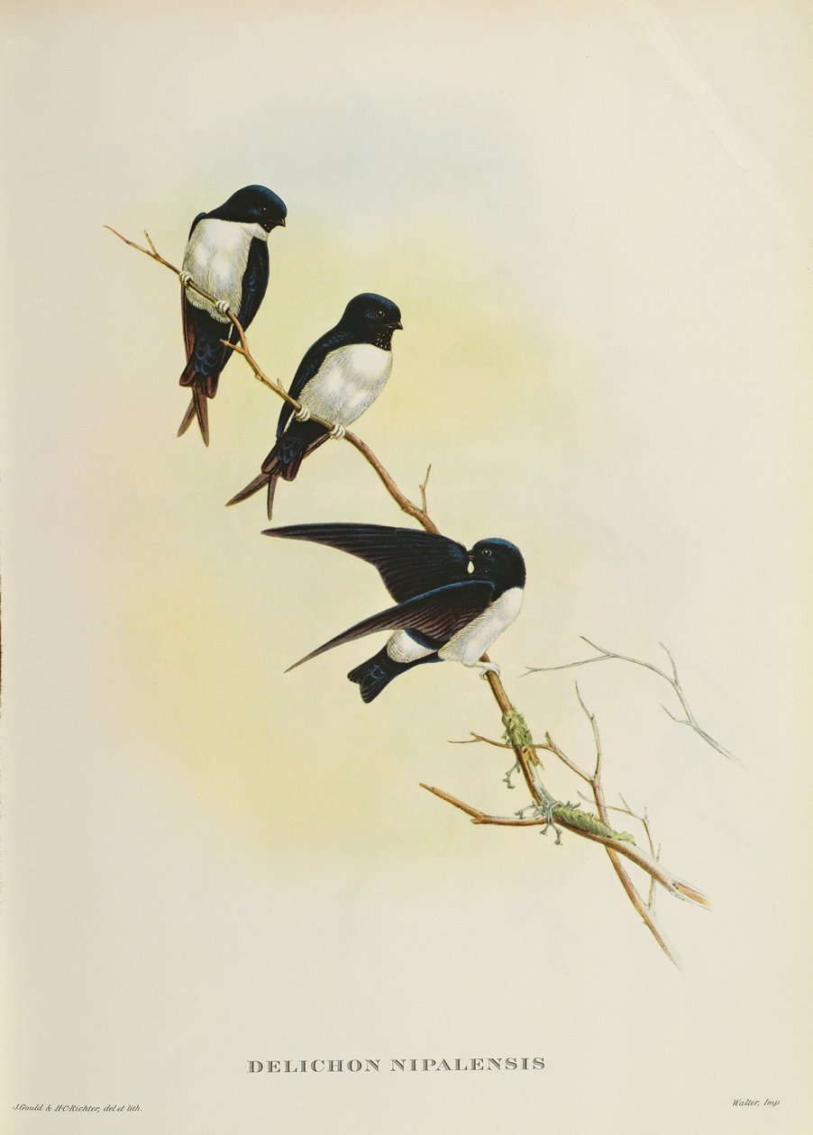 Delichon nipalensis, mula sa 