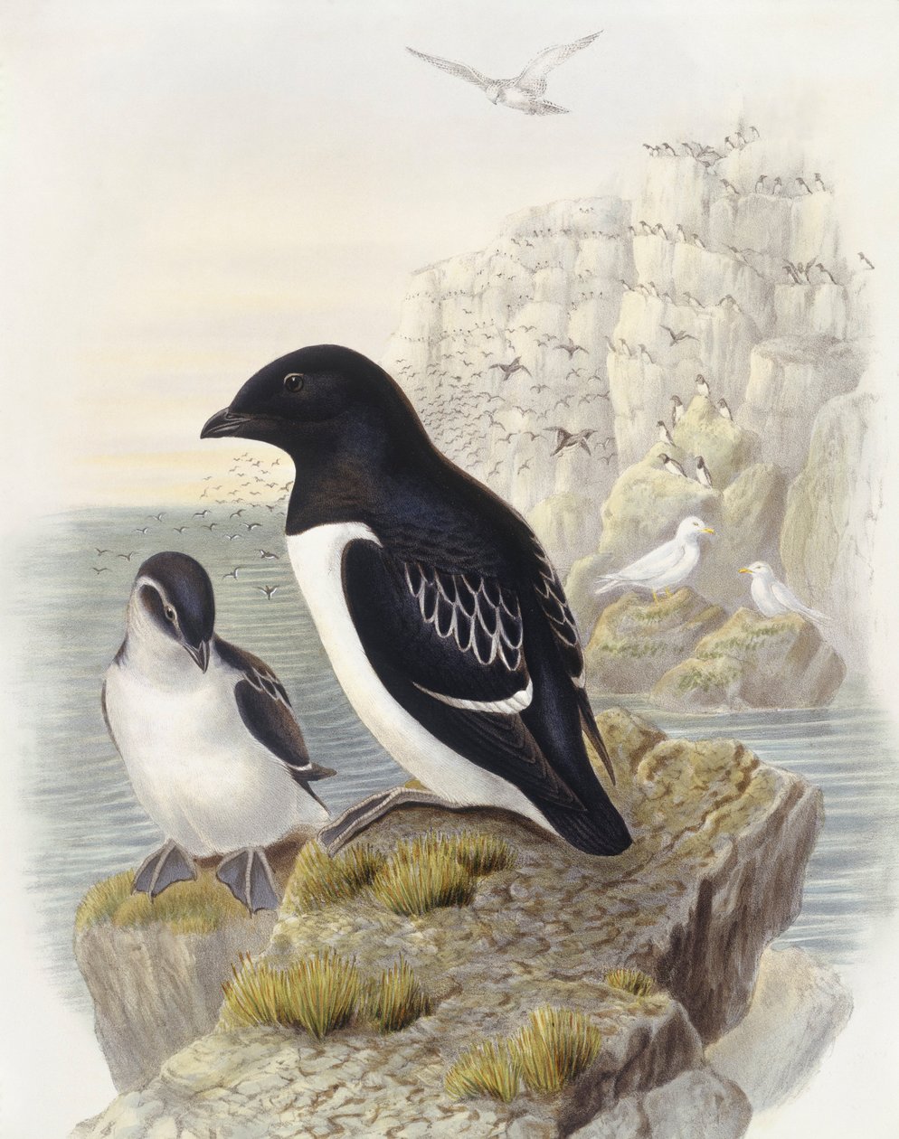 Dovekie (Alle alle), kaiverrus John Gould tekijältä John Gould
