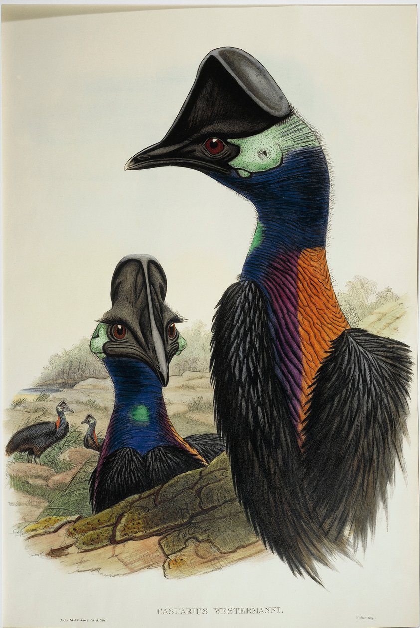 Dwarf Cassowary Casuarius bennetti, kaiverrus tekijältä John Gould