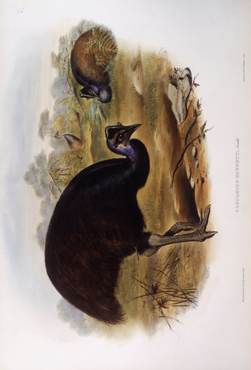 Kääpiökasuari (Casuarius bennetti), kaiverrus John Gould tekijältä John Gould