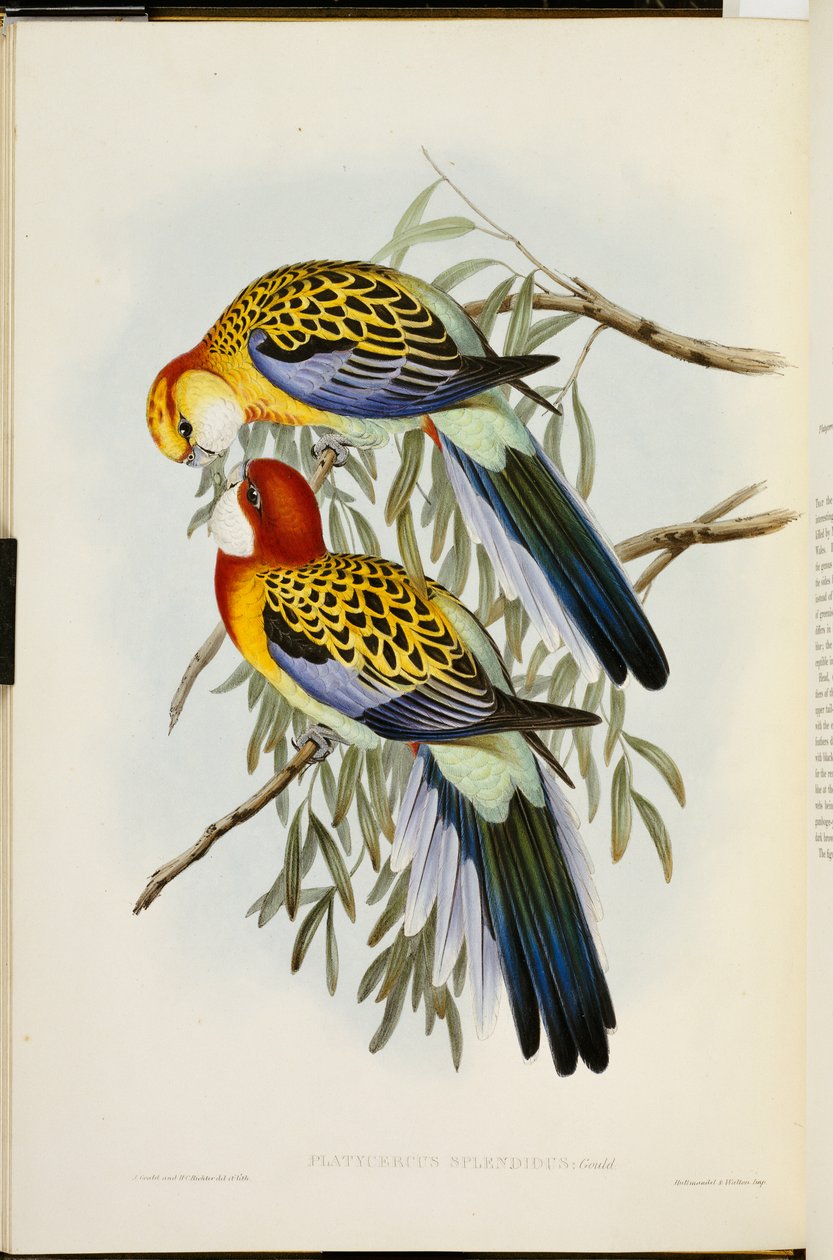 Eastern Rosella, "The Birds of Australia", ensimmäinen painos, julkaistu 1840-69 tekijältä John Gould