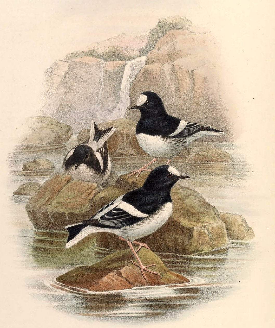 Enicurus scouleri tekijältä John Gould