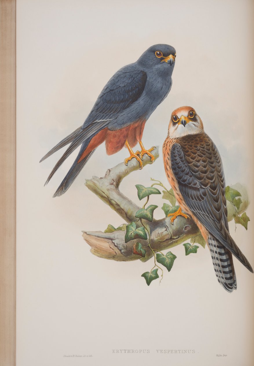 Erythropus Vespertinus, John Gouldin The Birds of Great Britain -levy, julkaistu 1862-73 (käsinvärinen lito) tekijältä John Gould