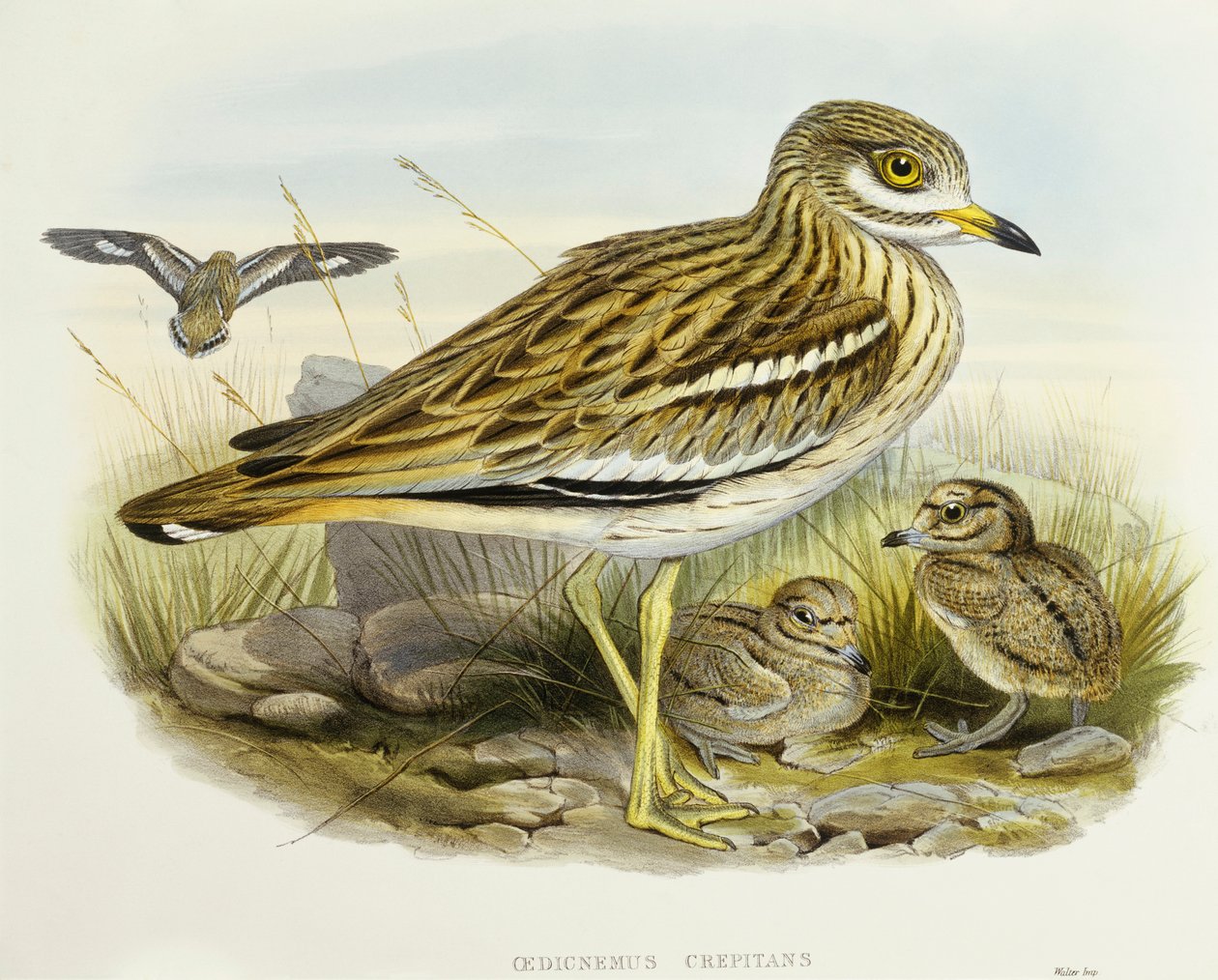 Euraasian paksupolvi (Burhinus oedicnemus), kaiverrus John Gould tekijältä John Gould