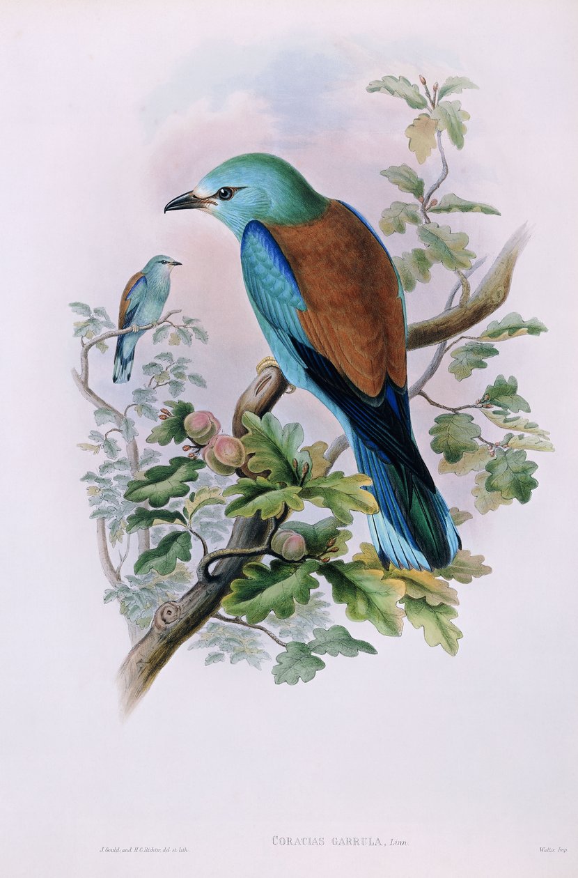 Euroopan rulla; Coracias Garrula, 1862-1873 tekijältä John Gould