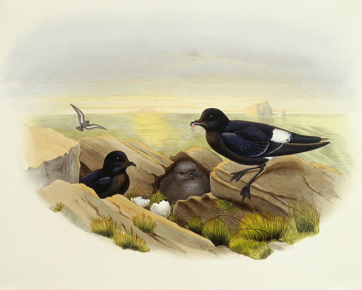 Eurooppalainen myrskypetre (Hydrobates pelagicus), kaiverrus John Gould tekijältä John Gould