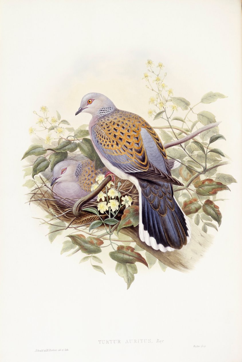 Turtle-kyyhky (Streptopelia turtur), kaiverrus John Gould tekijältä John Gould