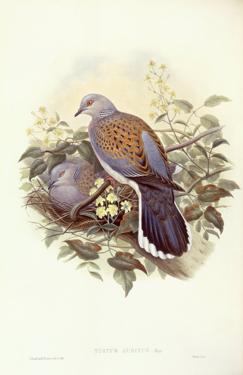 Turtle-kyyhky (Streptopelia turtur), kaiverrus John Gould tekijältä John Gould