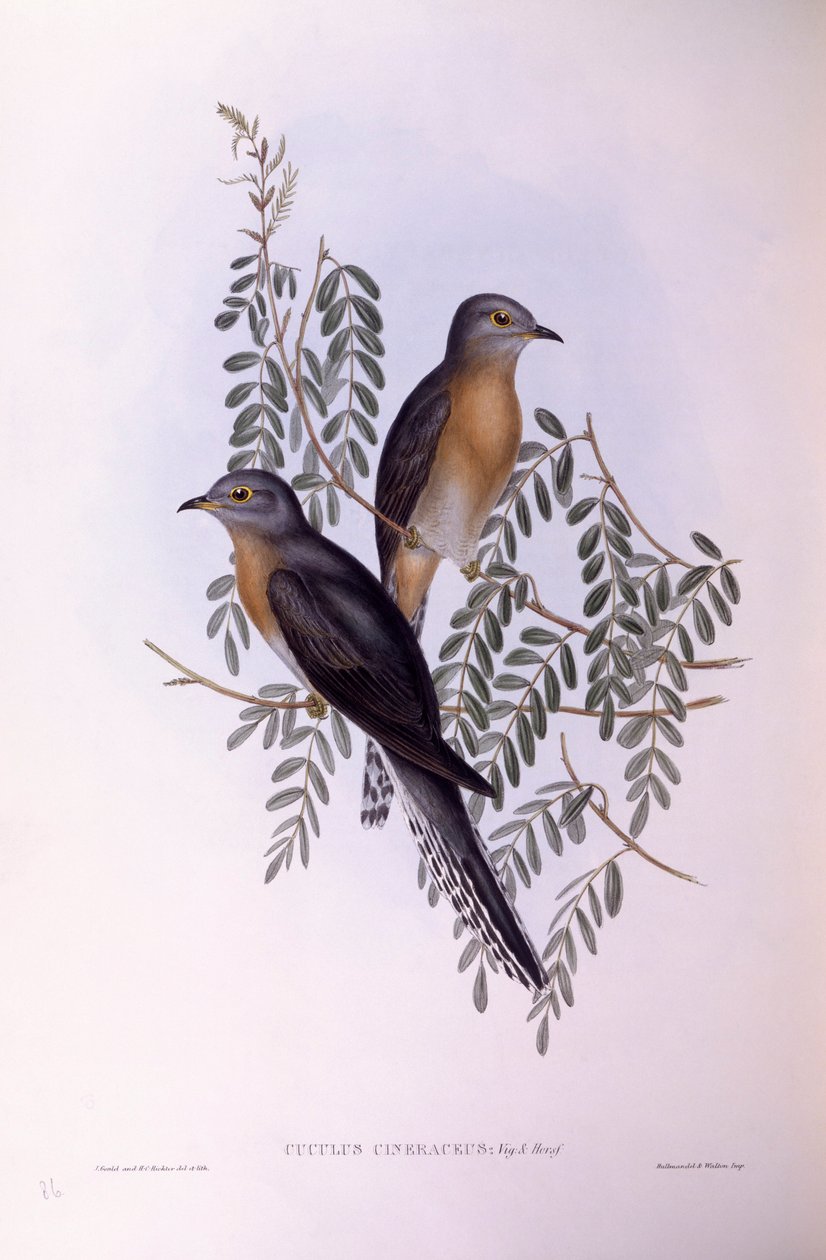 Viuhkakäki (Cacomantis flabelliformis), kaiverrus John Gould tekijältä John Gould