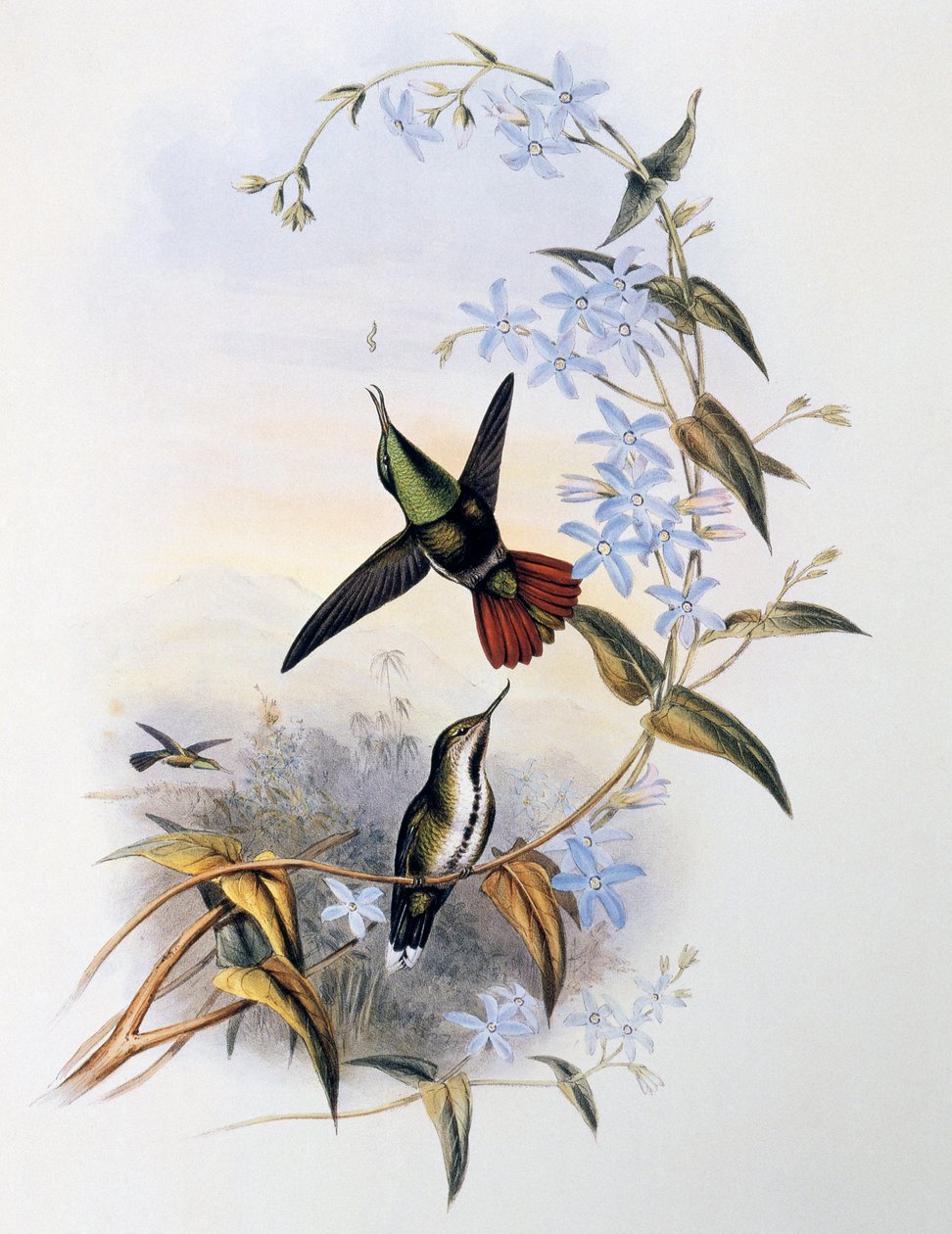Tulipyrstö (Avocettula recurvirostris) tekijältä John Gould