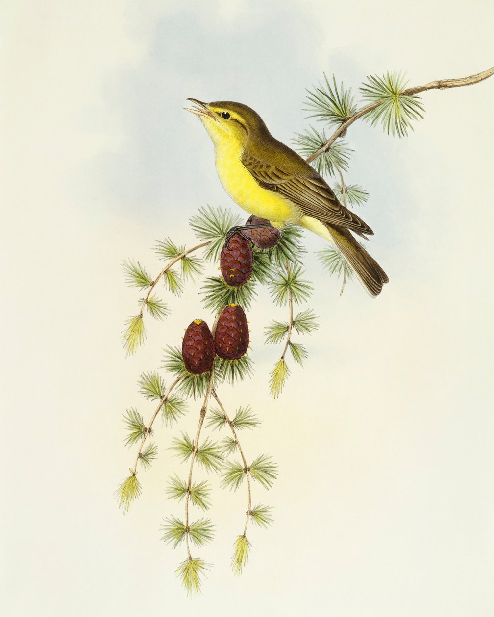 Perhosieppo (Ficedula hypolaris), kaiverrus John Gould tekijältä John Gould