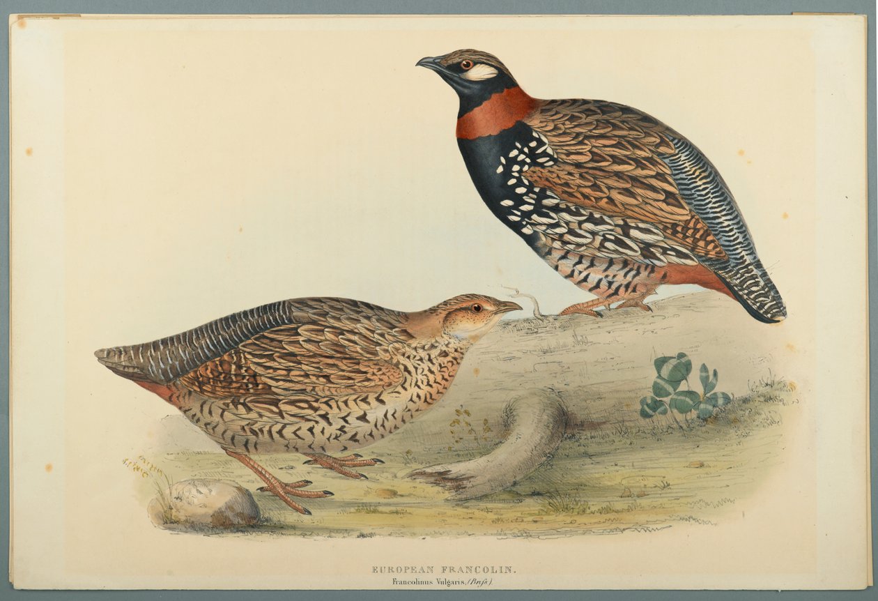 Francolinus Vulgaris (briss): eurooppalainen frankoliini (värillinen lito kudottupaperilla) tekijältä John Gould