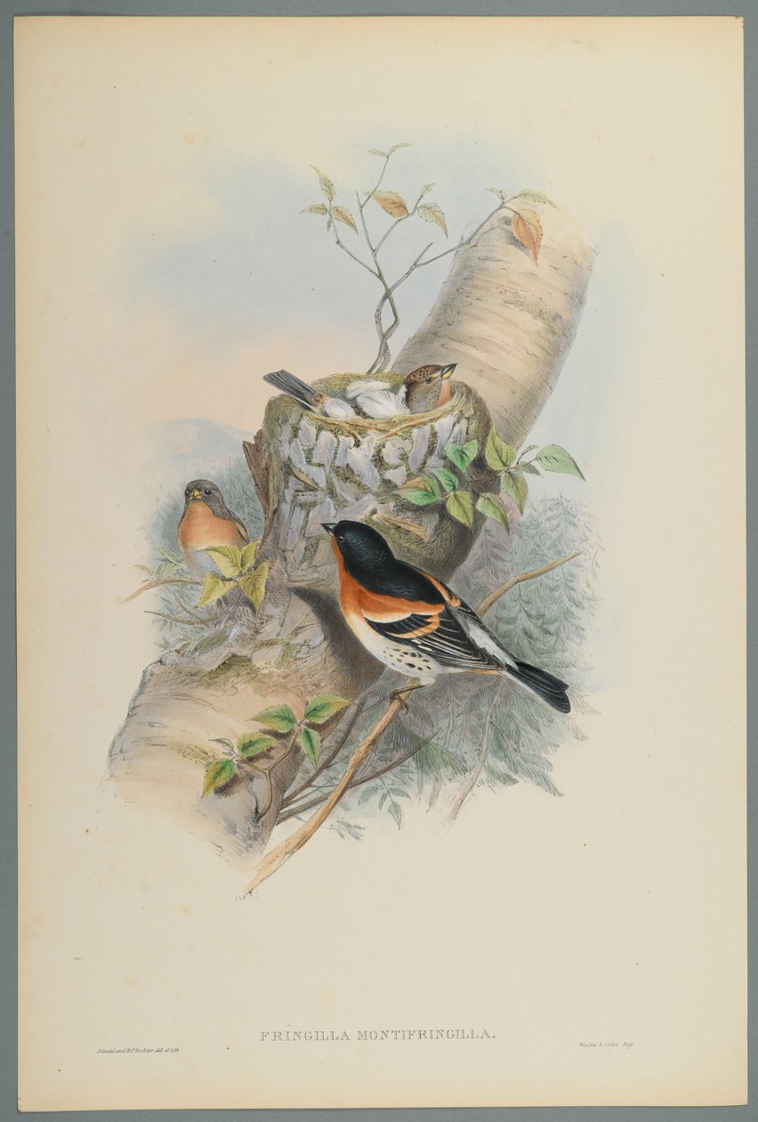 Fringilla Montifringilla - Bramblefinsh (värillinen lito kudospaperilla) tekijältä John Gould