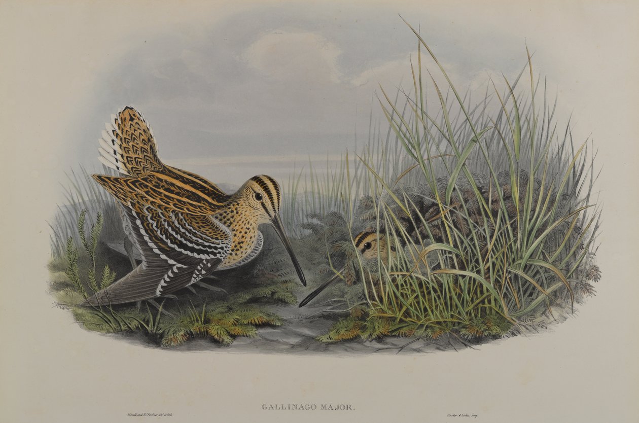 Gallinago Major - Suuri Snipe tekijältä John Gould