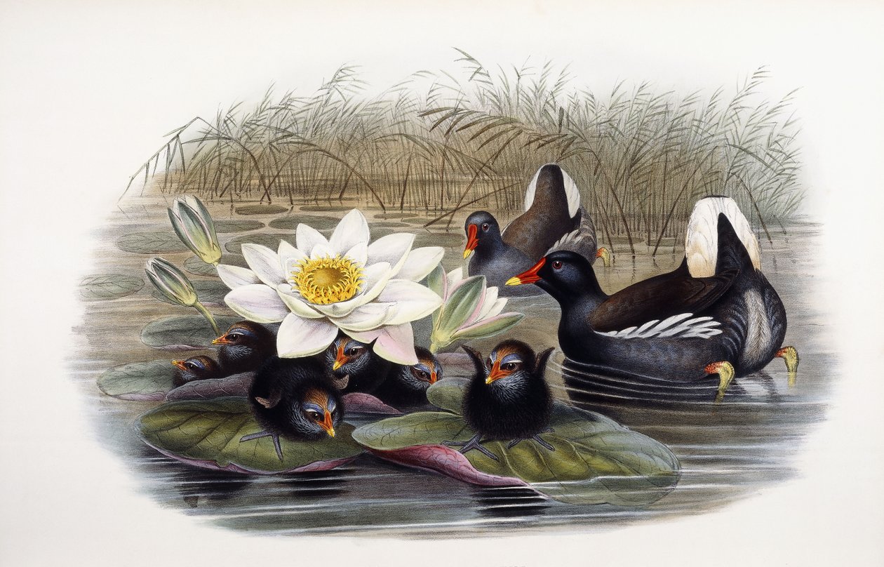 Gallinula Chloropus tekijältä John Gould