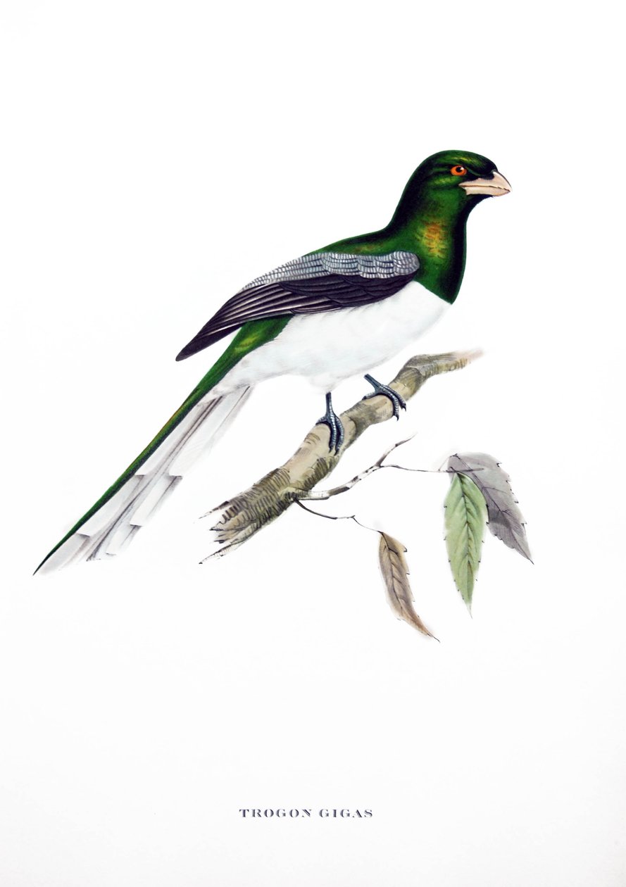 Jättiläinen Trogon, lintu Intiasta, kaiverrus John Gouldin (1804-1881) kirjasta "Trooppiset linnut" tekijältä John Gould